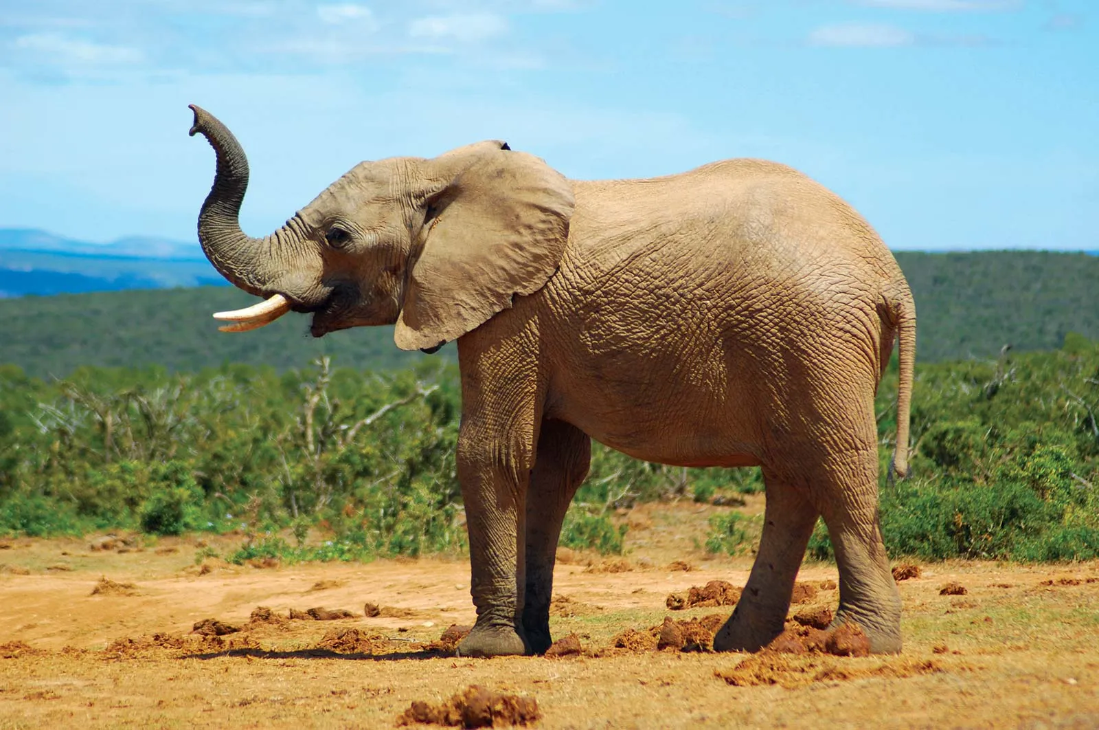 elephant photo