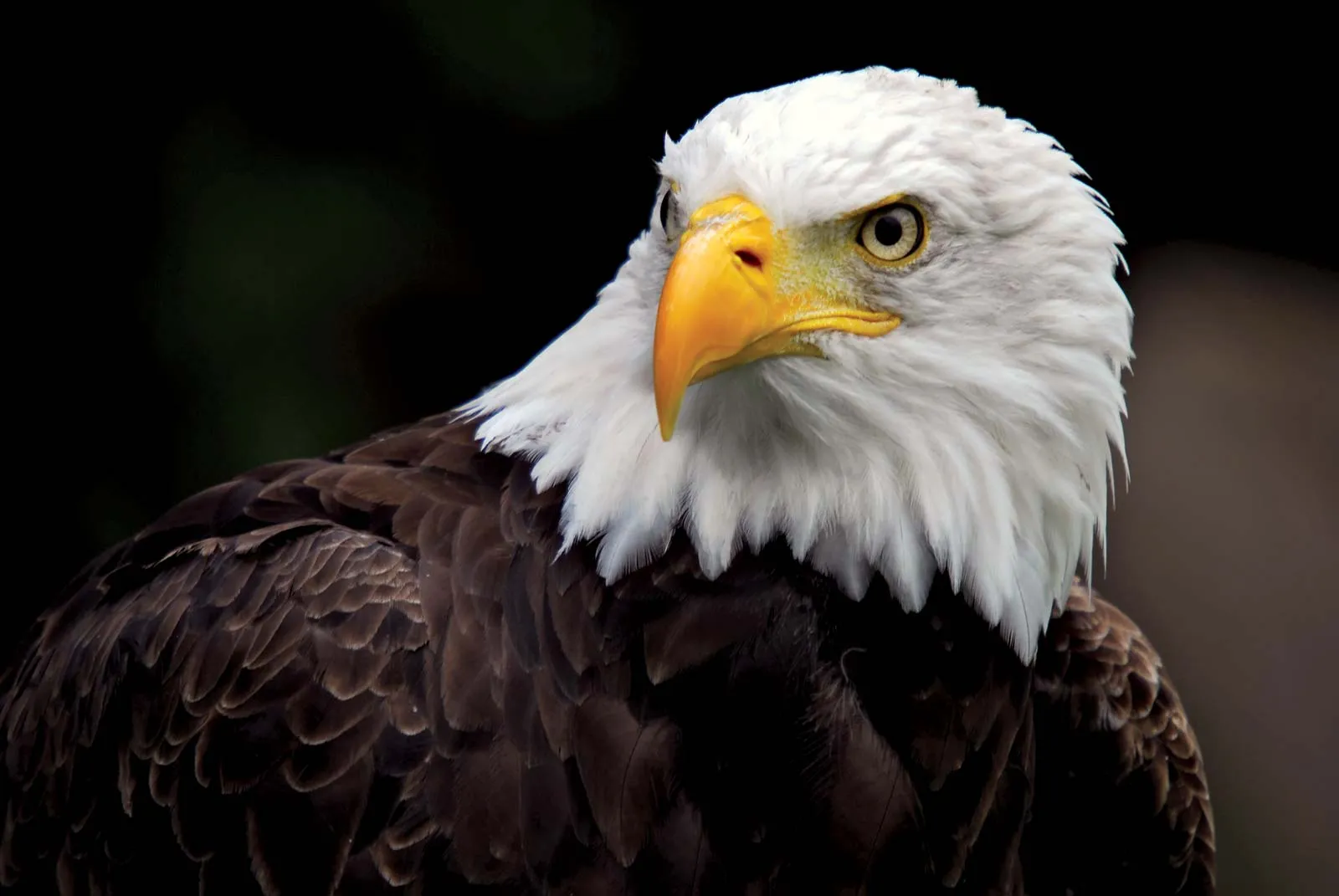 eagle photo
