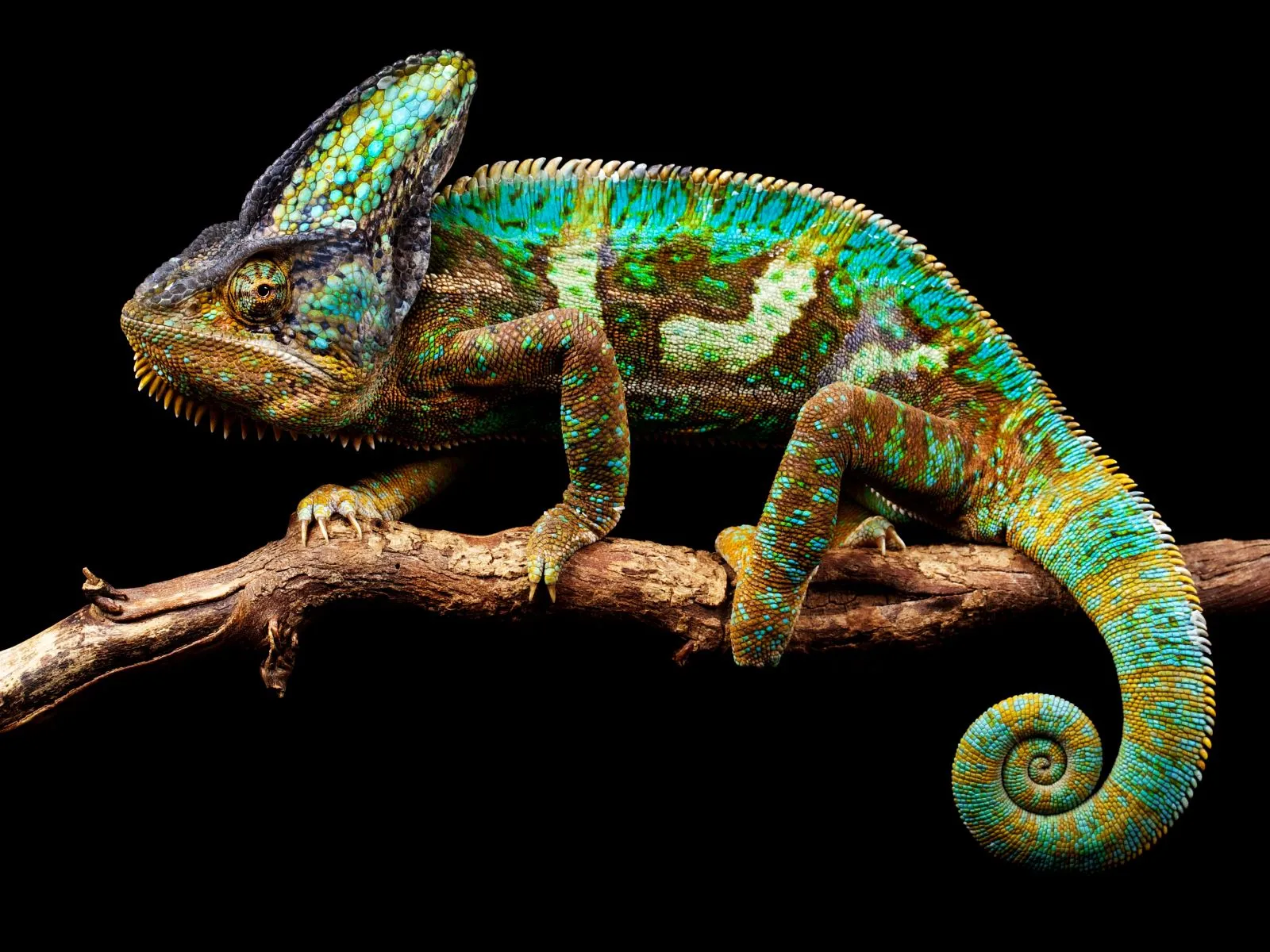 chameleon photo