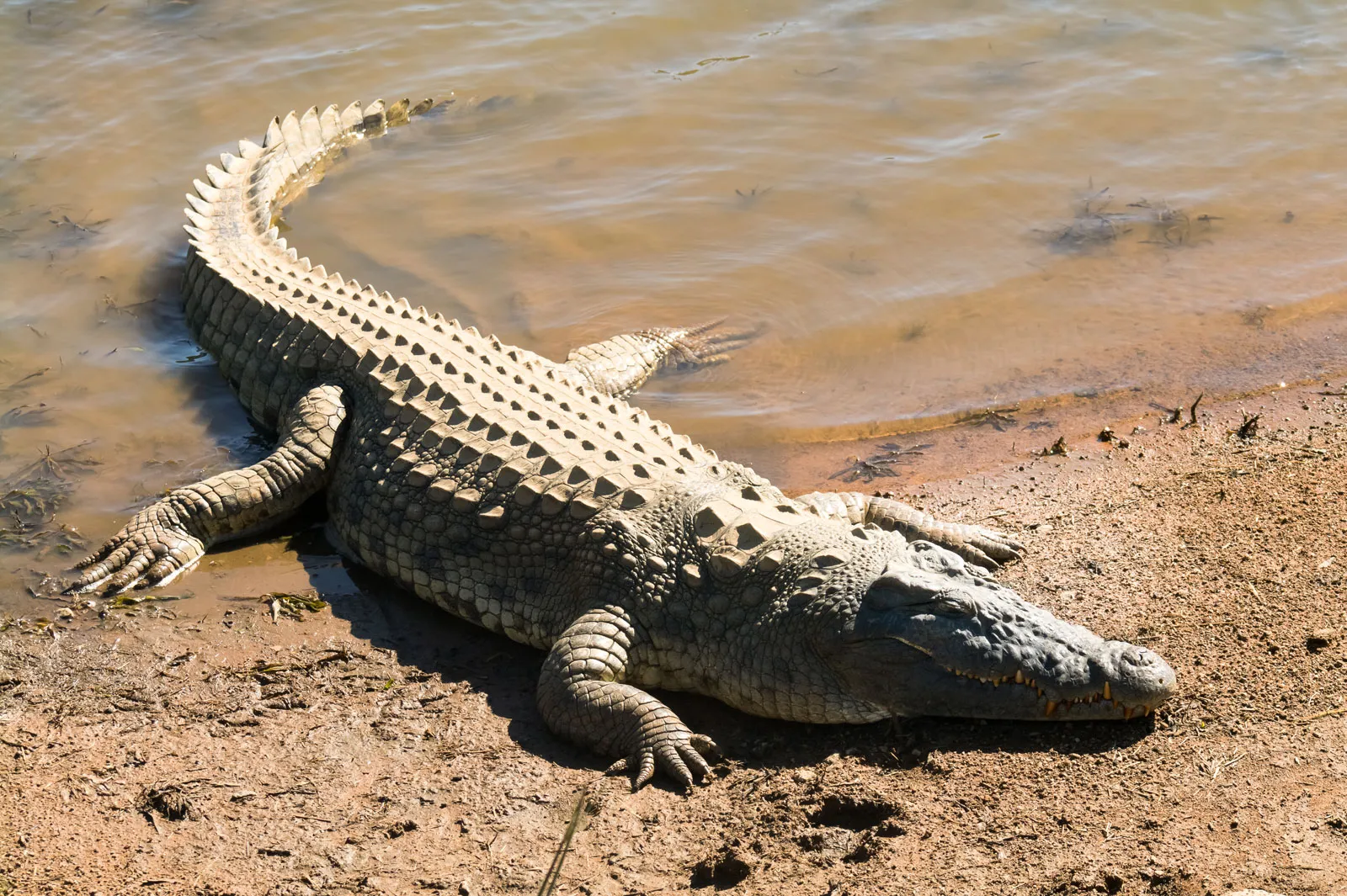 crocodile photo