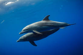 dolphin photo