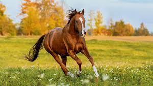 horse photo