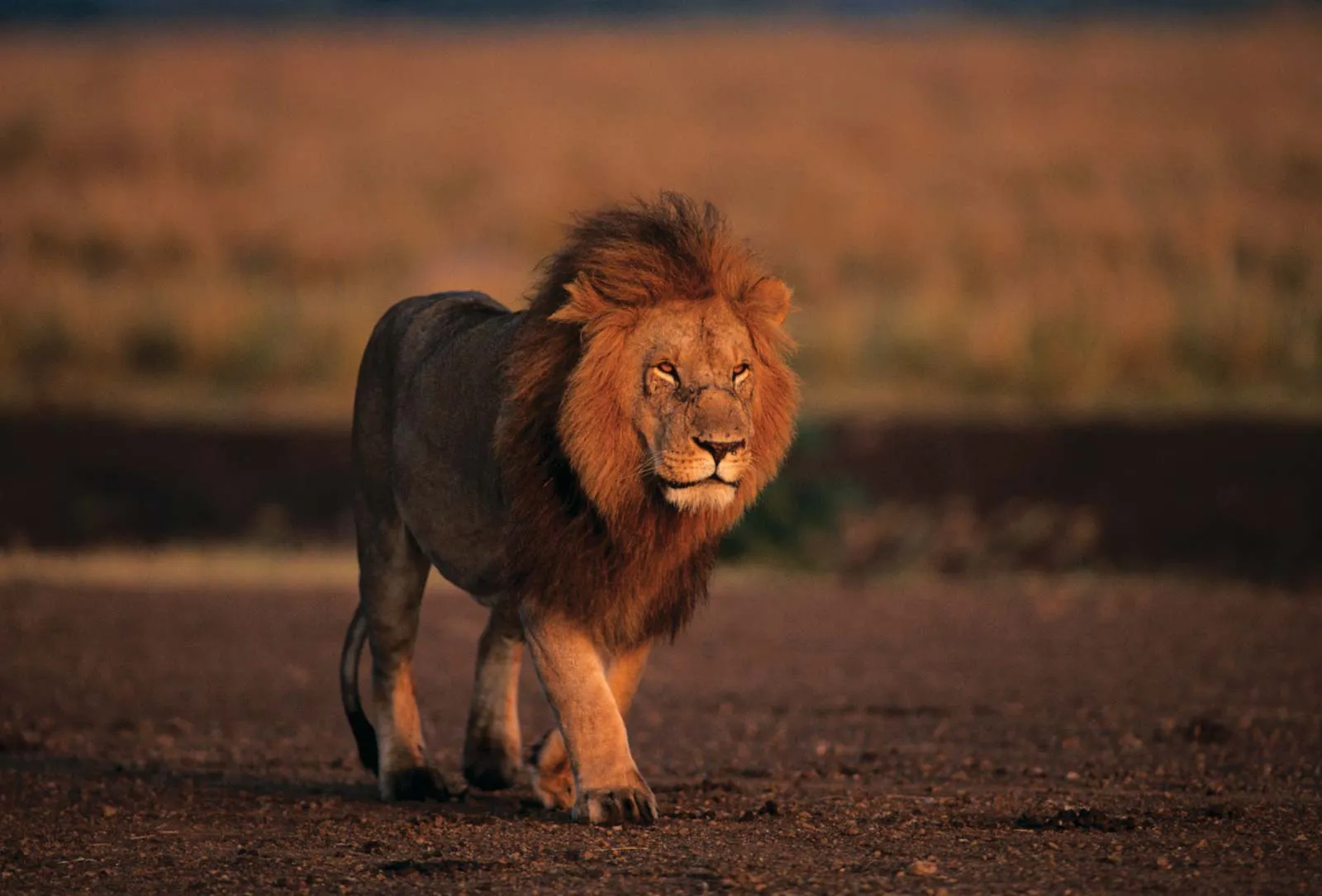 lion photo