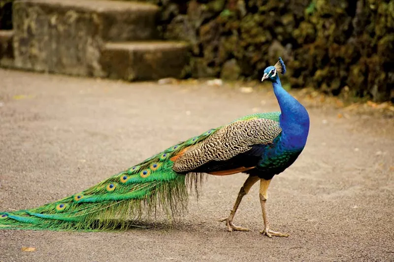 peacock photo