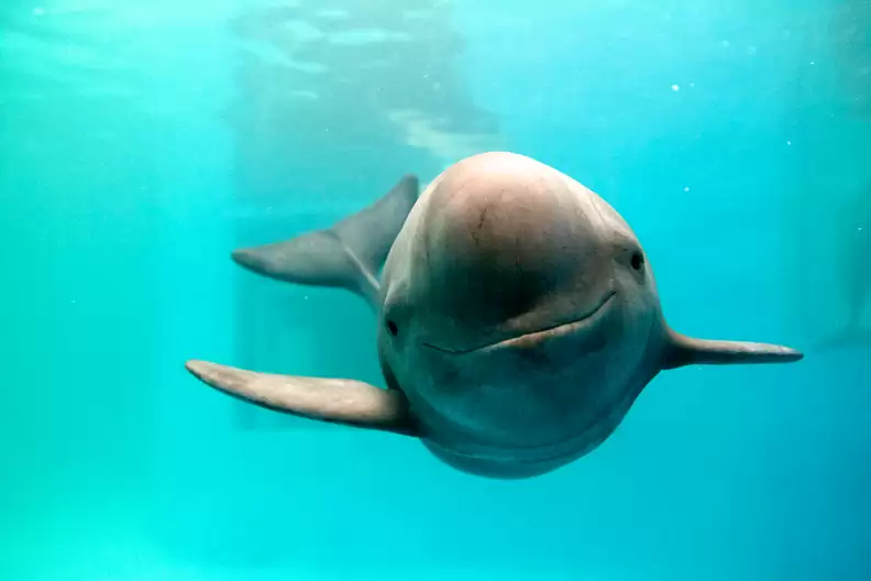 porpoise photo